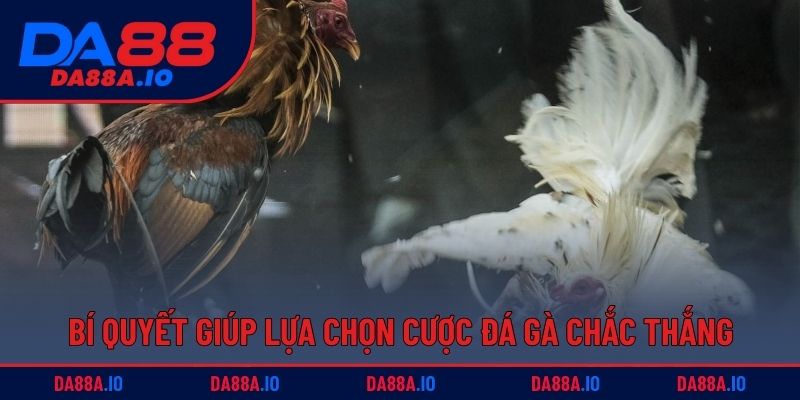 Bí quyết giúp lựa chọn cược đá gà chắc thắng