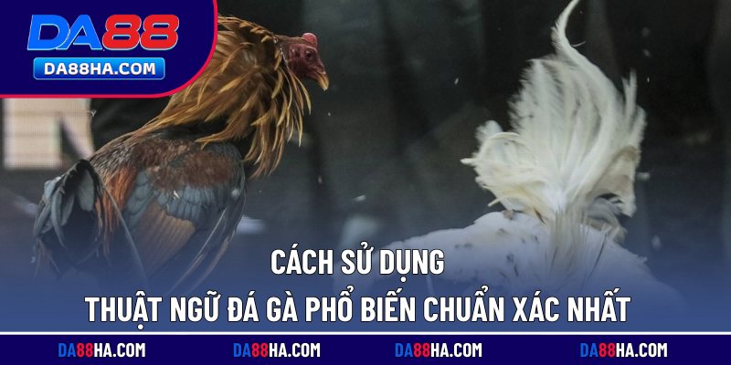 Thuật Ngữ Đá Gà Phổ Biến, Sử Dụng Nhiều Ở Các Trường Đấu 5 Cách sử dụng thuật ngữ đá gà phổ biến chuẩn xác nhất