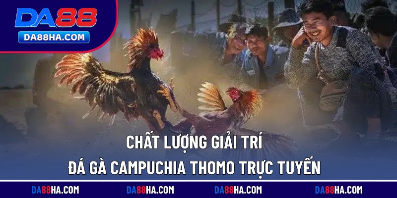 Đá Gà Campuchia Thomo - Giải Trí Lôi Cuốn, Thưởng Lớn 4 Chất lượng giải trí đá gà Campuchia Thomo trực tuyến