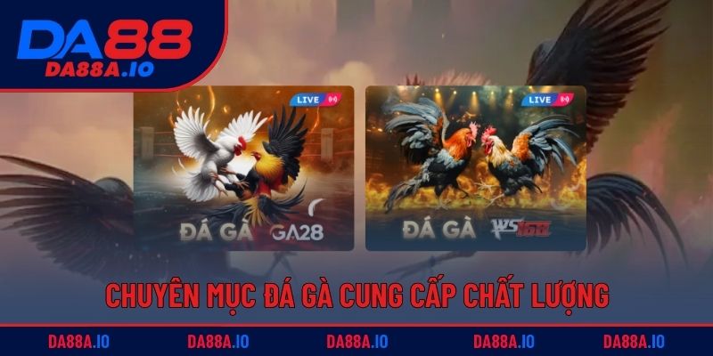 Chuyên mục đá gà cung cấp chất lượng luôn chuẩn quốc tế