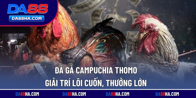 Đá Gà Campuchia Thomo - Giải Trí Lôi Cuốn, Thưởng Lớn 2 Đá gà Campuchia Thomo