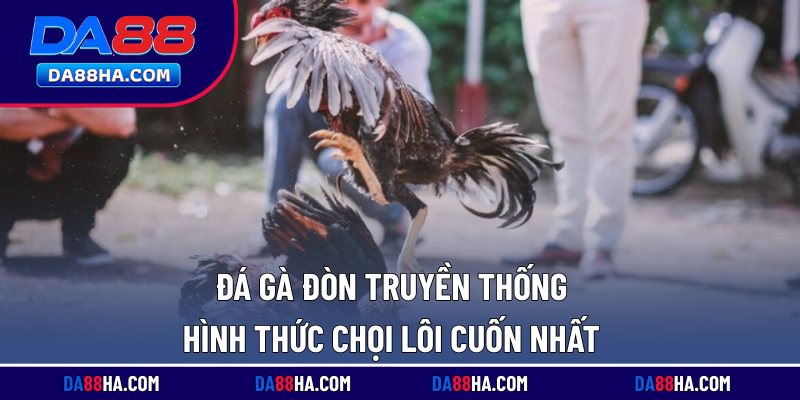 Đá Gà Đòn Truyền Thống - Hình Thức Chọi Lôi Cuốn Nhất 1 Đá gà đòn truyền thống