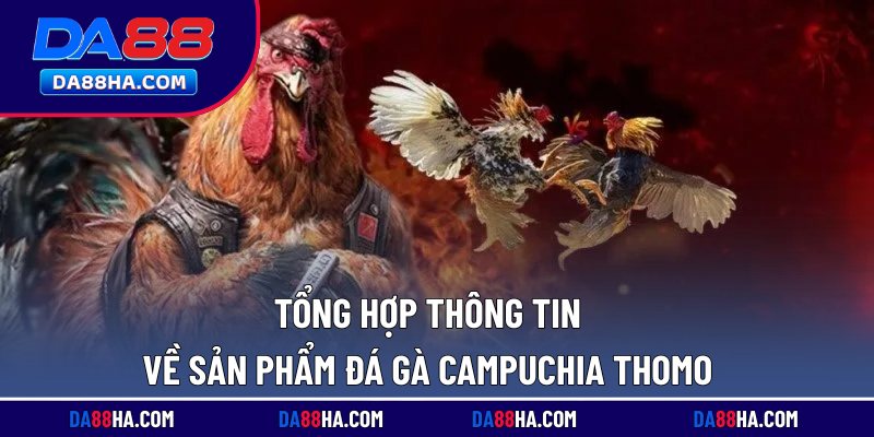 Đá Gà Campuchia Thomo - Giải Trí Lôi Cuốn, Thưởng Lớn 1 Tổng hợp thông tin về sản phẩm đá gà Campuchia Thomo