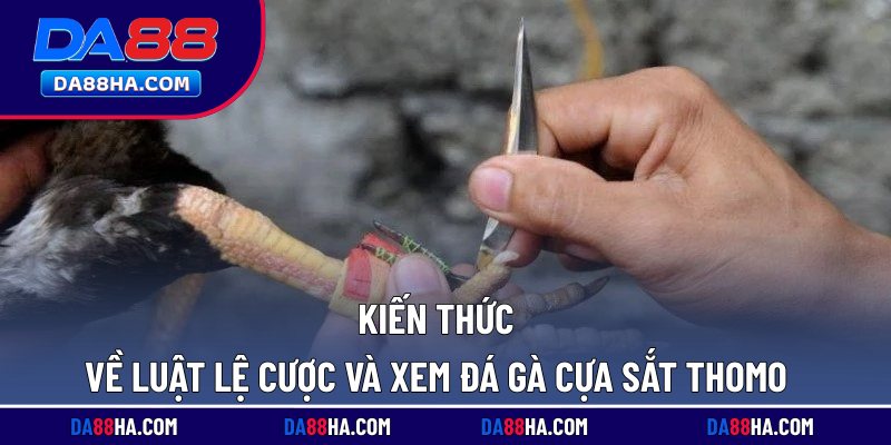 Xem Đá Gà Cựa Sắt Thomo - Trực Tiếp Full HD Rõ Nét Nhất 4 Kiến thức về luật lệ cược và xem đá gà cựa sắt Thomo