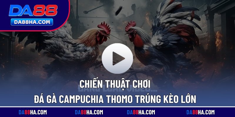 Đá Gà Campuchia Thomo - Giải Trí Lôi Cuốn, Thưởng Lớn 5 Chiến thuật chơi đá gà Campuchia Thomo trúng kèo lớn