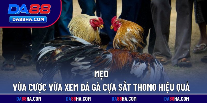 Xem Đá Gà Cựa Sắt Thomo - Trực Tiếp Full HD Rõ Nét Nhất 5 Mẹo vừa cược vừa xem đá gà cựa sắt Thomo hiệu quả