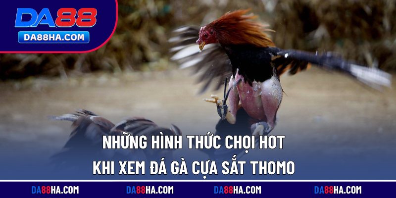 Xem Đá Gà Cựa Sắt Thomo - Trực Tiếp Full HD Rõ Nét Nhất 3 Những hình thức chọi hot khi xem đá gà cựa sắt Thomo