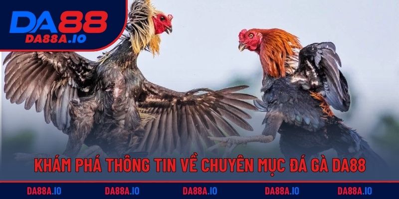 Khám phá thông tin về chuyên mục đá gà DA88