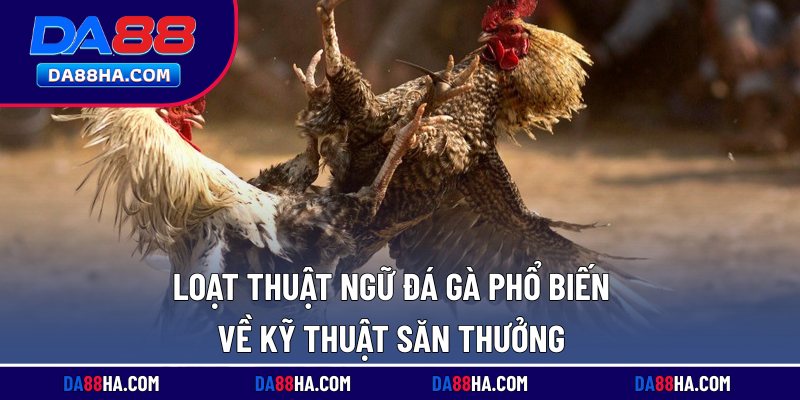 Thuật Ngữ Đá Gà Phổ Biến, Sử Dụng Nhiều Ở Các Trường Đấu 4 Thuật ngữ đá gà phổ biến