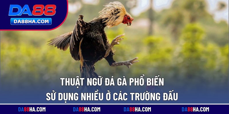 Thuật Ngữ Đá Gà Phổ Biến, Sử Dụng Nhiều Ở Các Trường Đấu 2 Thuật ngữ đá gà phổ biến về những dòng chiến kê