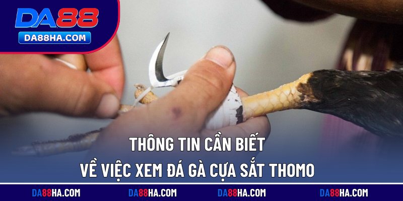 Xem Đá Gà Cựa Sắt Thomo - Trực Tiếp Full HD Rõ Nét Nhất 1 Thông tin cần biết về việc xem đá gà cựa sắt Thomo