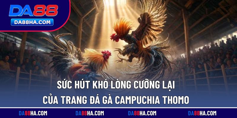 Đá Gà Campuchia Thomo - Giải Trí Lôi Cuốn, Thưởng Lớn 2 Sức hút khó lòng cưỡng lại của trang đá gà Campuchia Thomo