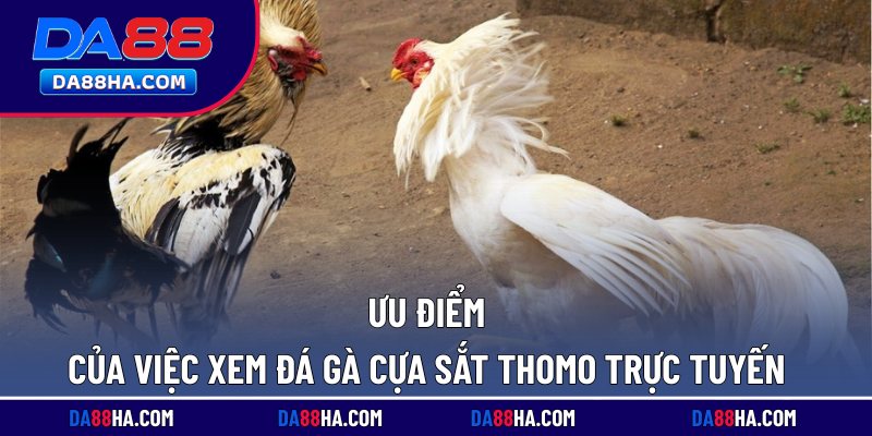 Xem Đá Gà Cựa Sắt Thomo - Trực Tiếp Full HD Rõ Nét Nhất 2 Ưu điểm của việc xem đá gà cựa sắt Thomo trực tuyến