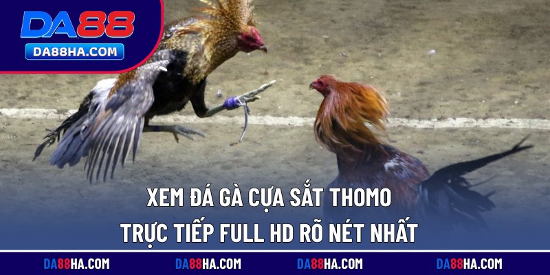 Xem Đá Gà Cựa Sắt Thomo - Trực Tiếp Full HD Rõ Nét Nhất 3 Xem đá gà cựa sắt Thomo